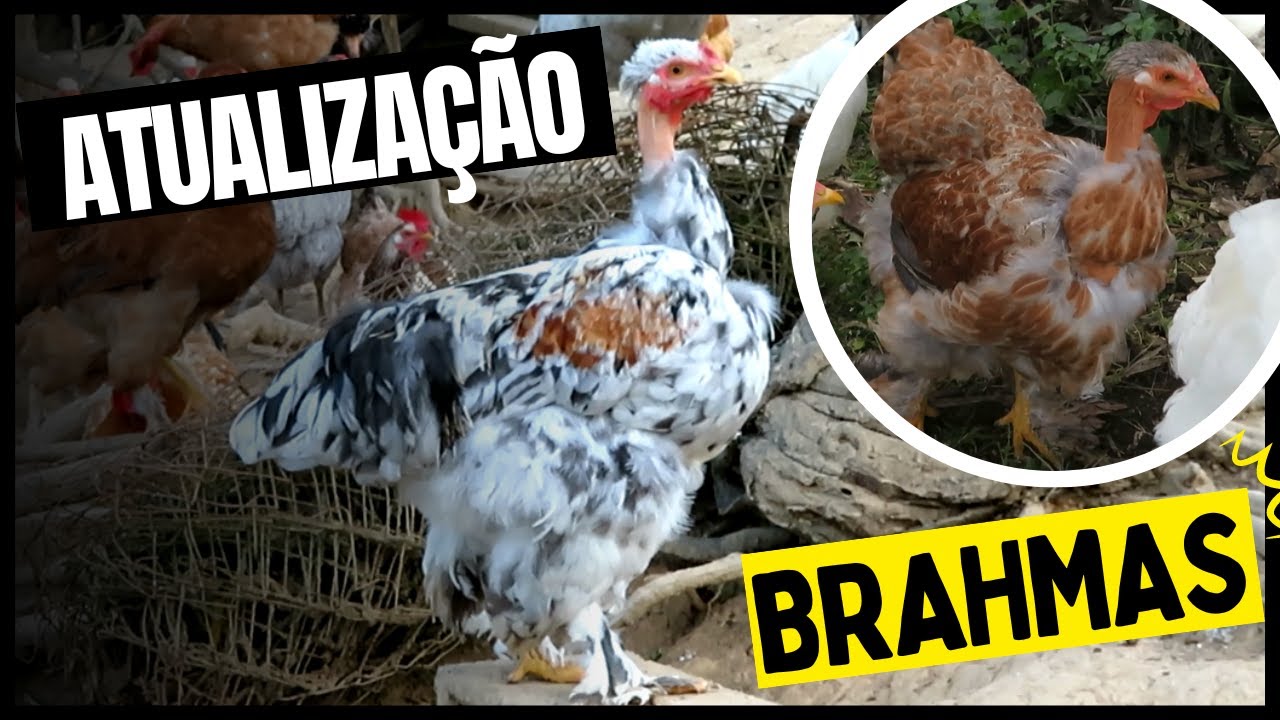 Como está o projeto de Brahmas Polacos | Coração Campeiro