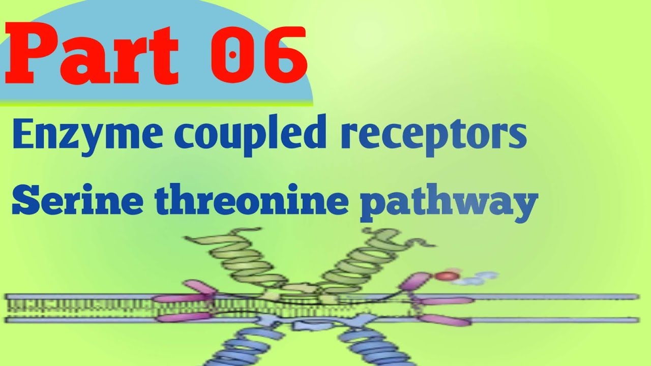 Enzyme coupled receptors   Serine threonine pathway