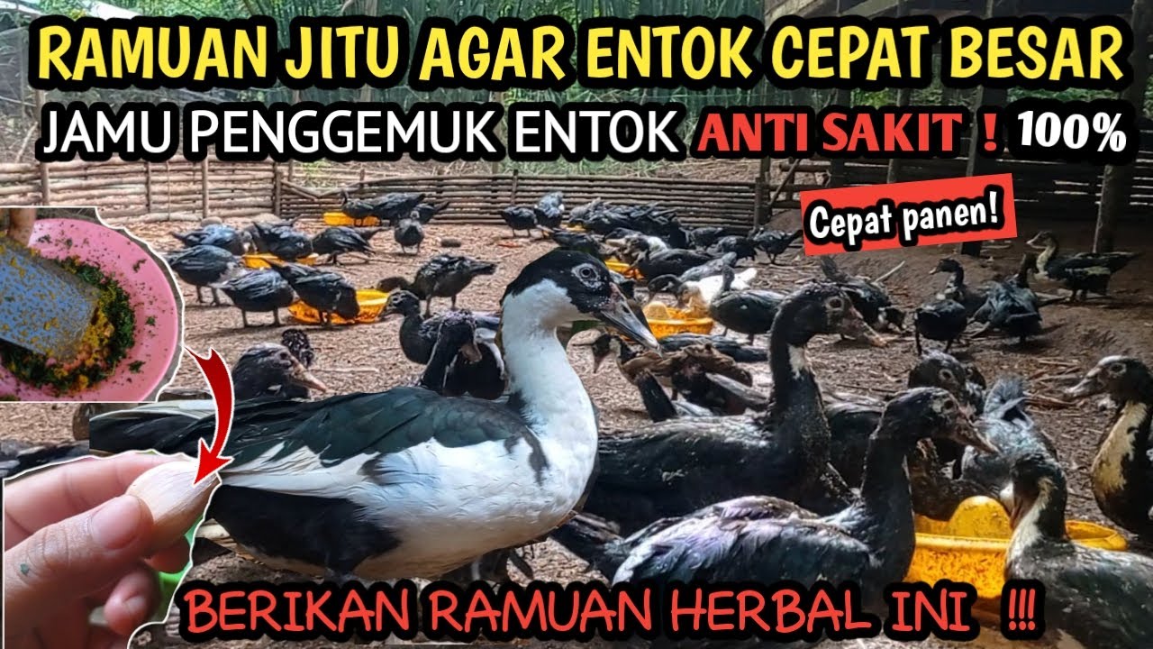 🔴RAMUAN JITU || AGAR ENTOK, BEBEK, & AYAM CEPAT BESAR BIKIN SEHAT