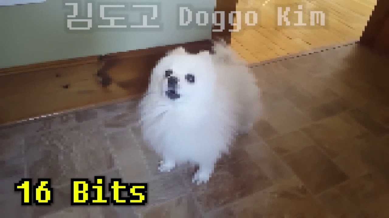 だんだん目力先輩になる犬