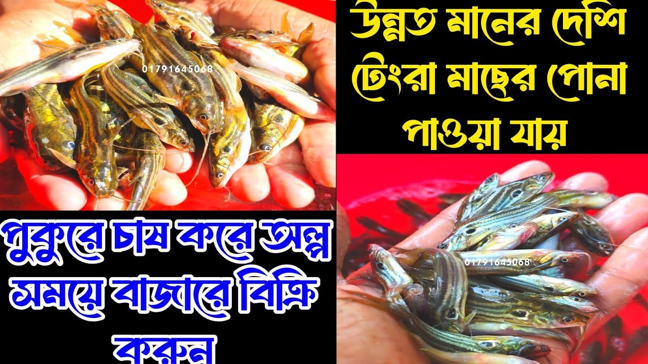ভালো মানের অরিজিনাল টেংরা মাছের পোনা। আমাদের কাছে পাওয়া যাচ্ছে। যে কোনো সাইজের অর্ডার করুন।