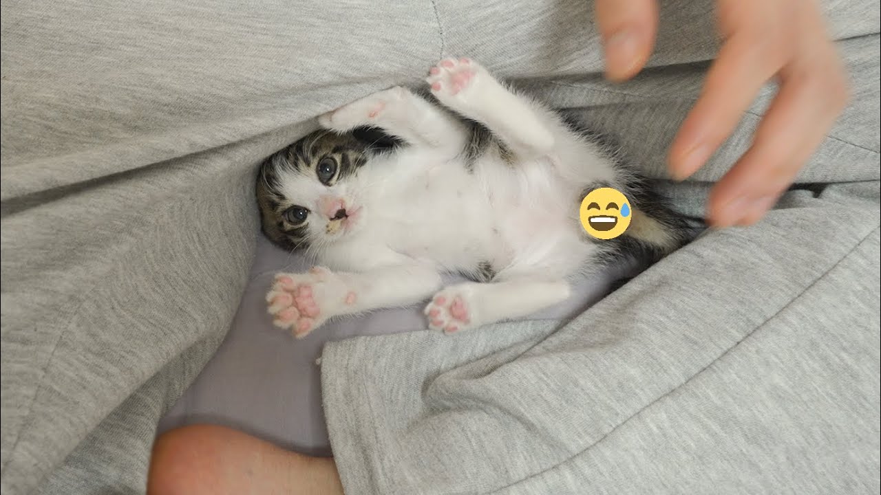 A Baby Kitten's Weird But Cute Behaviors