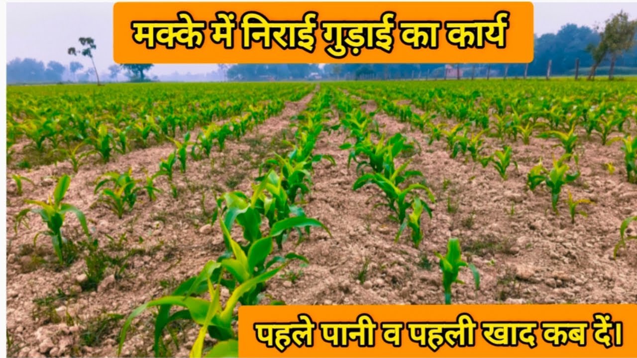 मक्के में पहली खाद और पानी कब दें। #makke_me_pahli_khad_kab_dale #makka_ki_kheti 