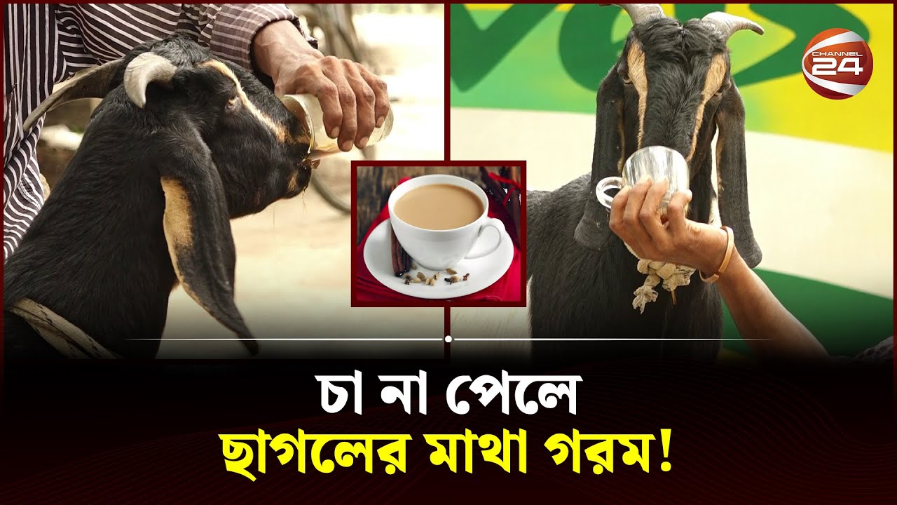 ছাগল যখন চা খোর! | Goat Drinking Tea | Kushtia | Channel 24