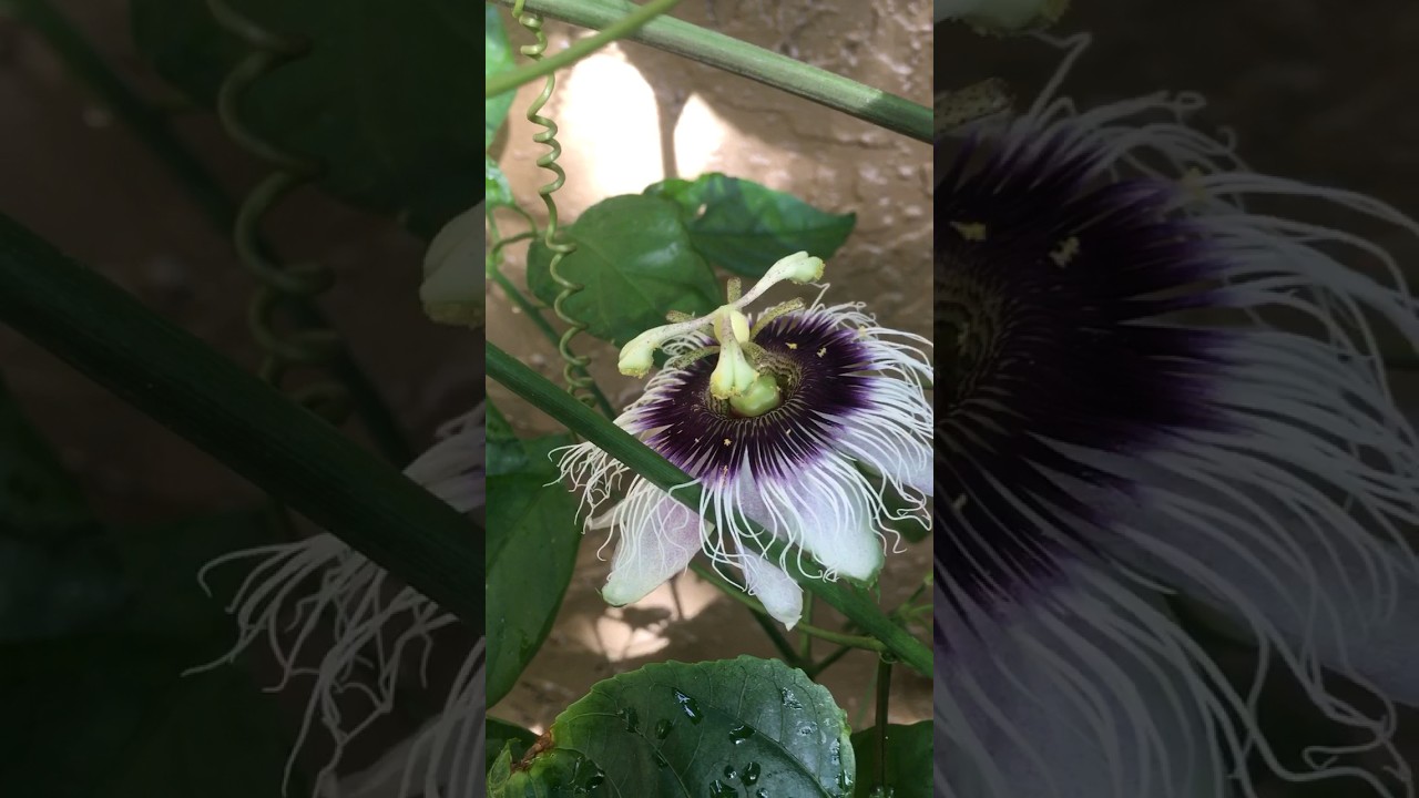 Passion fruit flower after hand pollination|passiflora edulis flavicarpa pollination#shorts #garden