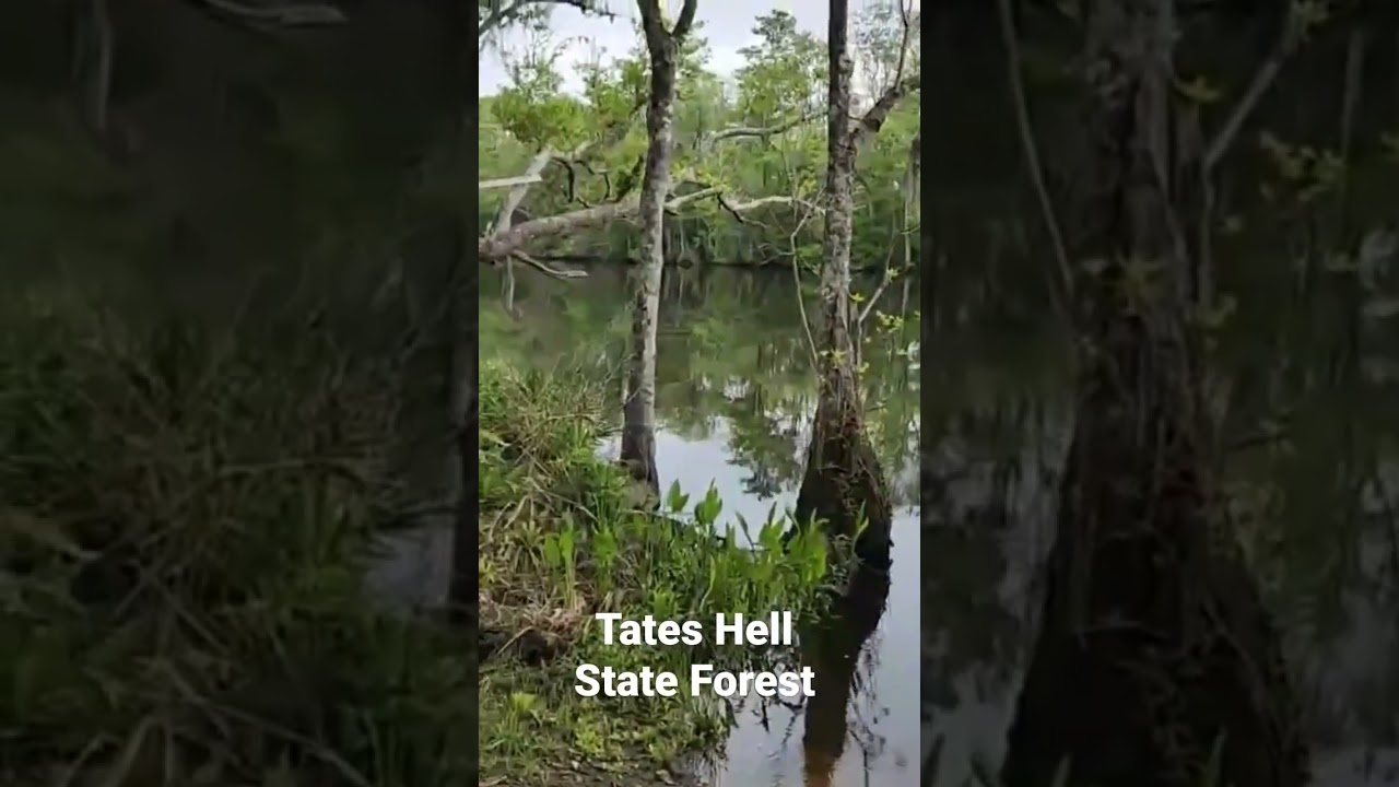 Camping in Tates Hell State Forest