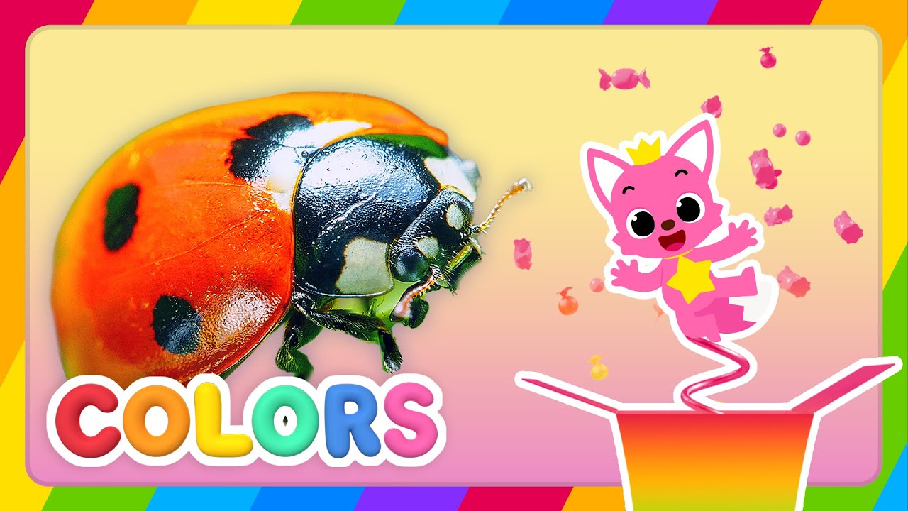[NEW!] Learn Colors with Insects : Ladybug 🐞 | 🎁Surprise Box | Colors for Kids | Pinkfong & Hogi