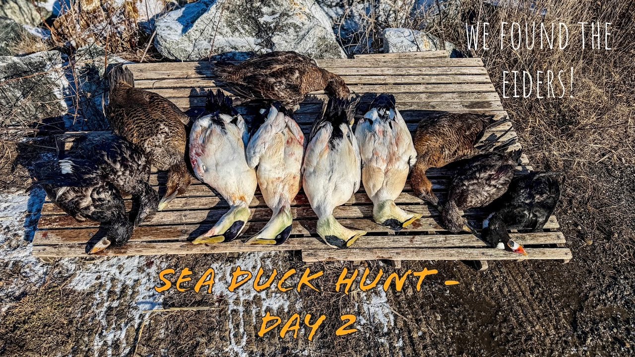 Unforgettable Sea Duck Hunt ~ Part 2 of 2 ~ We Found The Eider!