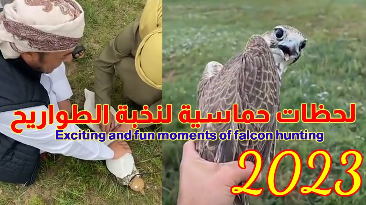 لحظات حماسية مثيرة لصيد صقرين بعد مطاردة شاقة نخبة طواريح الامارات