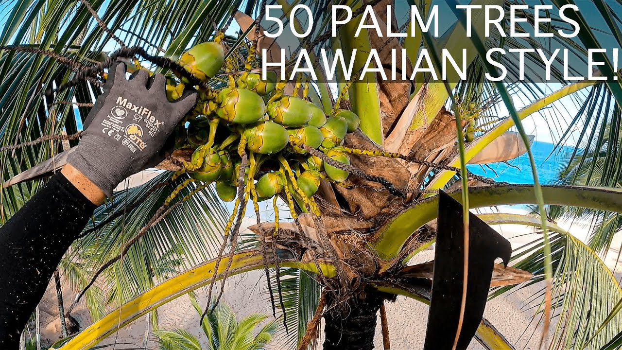 BIG HAWAIIAN COCO JOB!!! The Traditional Hawaiian Method for Maintaining Coconut Trees 🌴