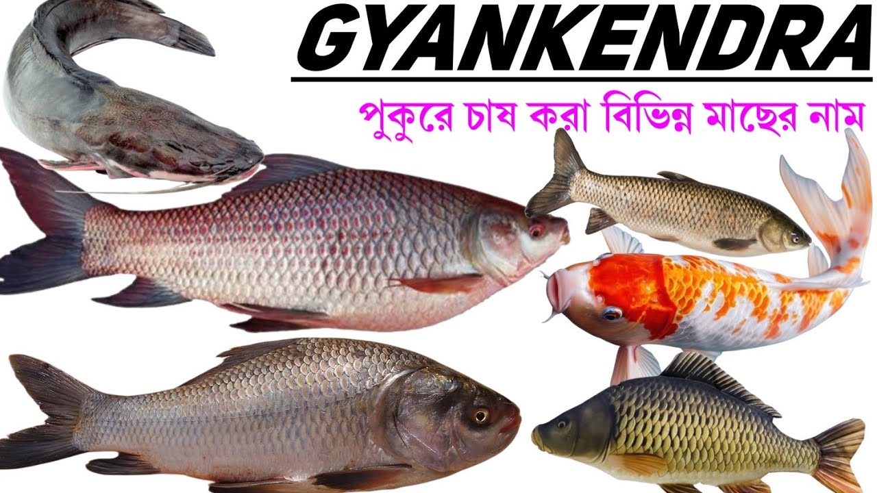 পুকুরে চাষ করা বিভিন্ন মাছের নাম | Educational videos for kids in Bengali and English | Kids videos