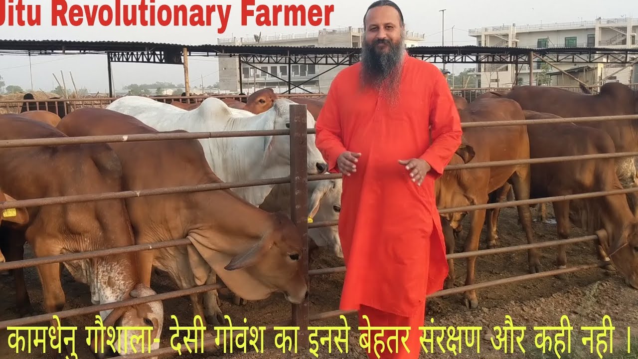 कामधेनु गौशाला -जालंधर, INDIA's Best Gaushala.- 95 Rs बिकता है दूध। यहाँ से खरीद भी सकते है किसान.