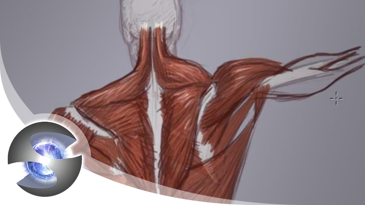 Anatomy of the Upper Back