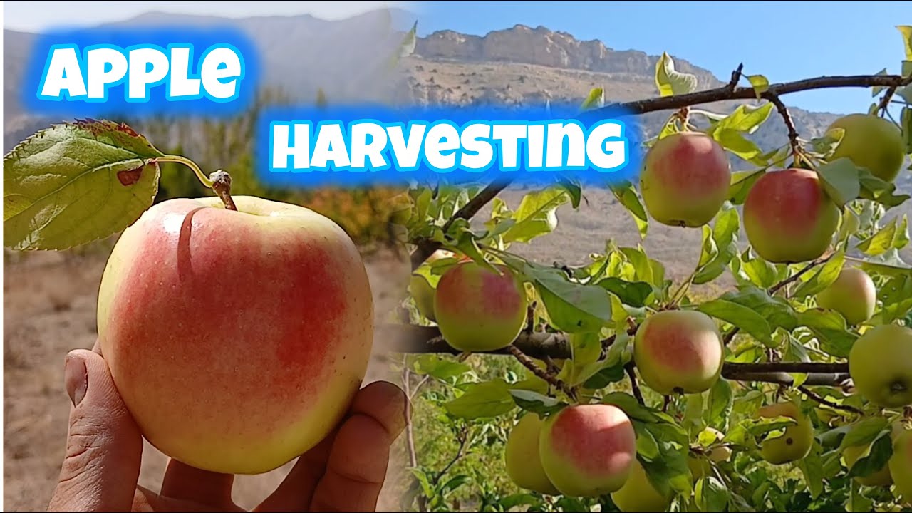 Yellow Apple harvesting in beautiful garden, so delicious apple fruit