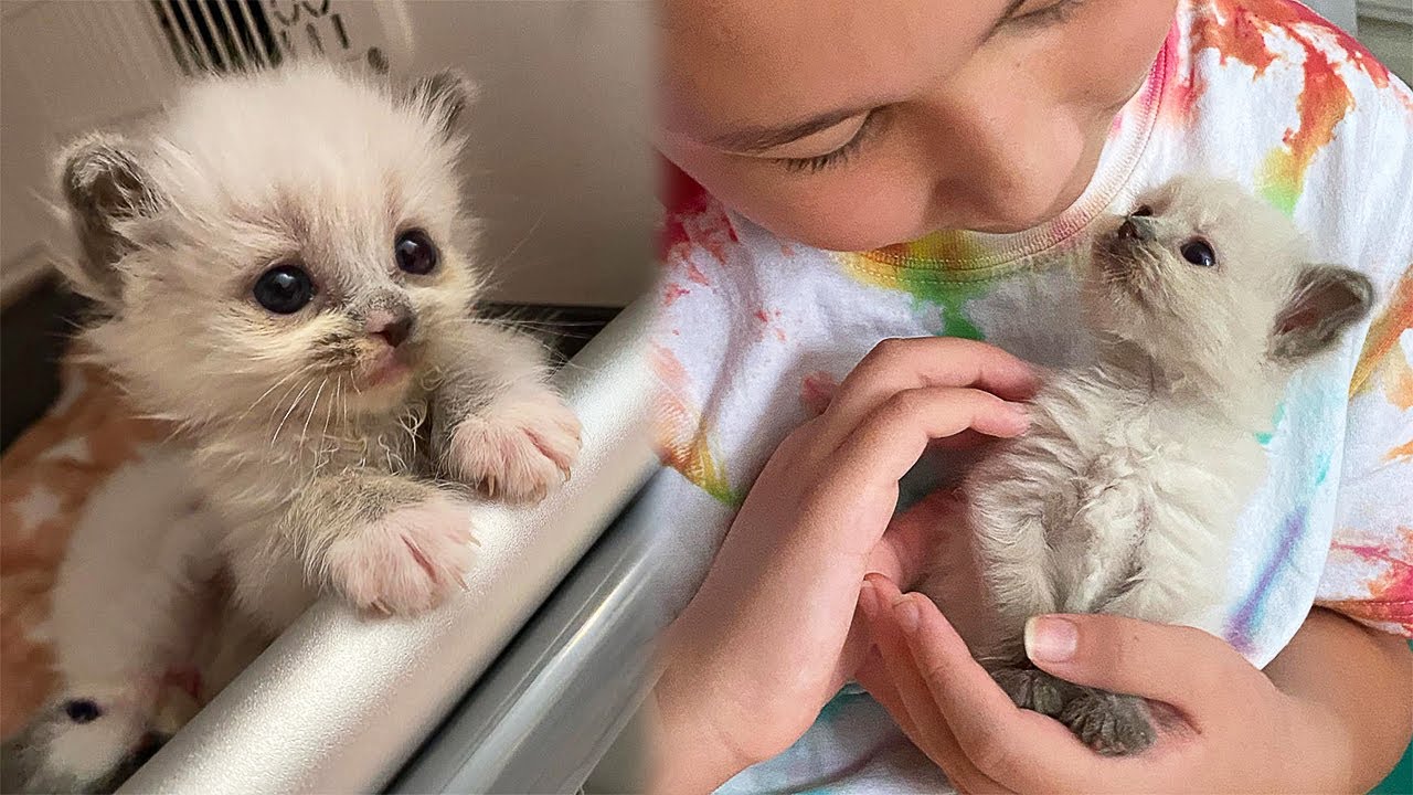 This Shelter Kitten Steals People's Hearts And Grows Into a Beautiful, Fluffy Cat