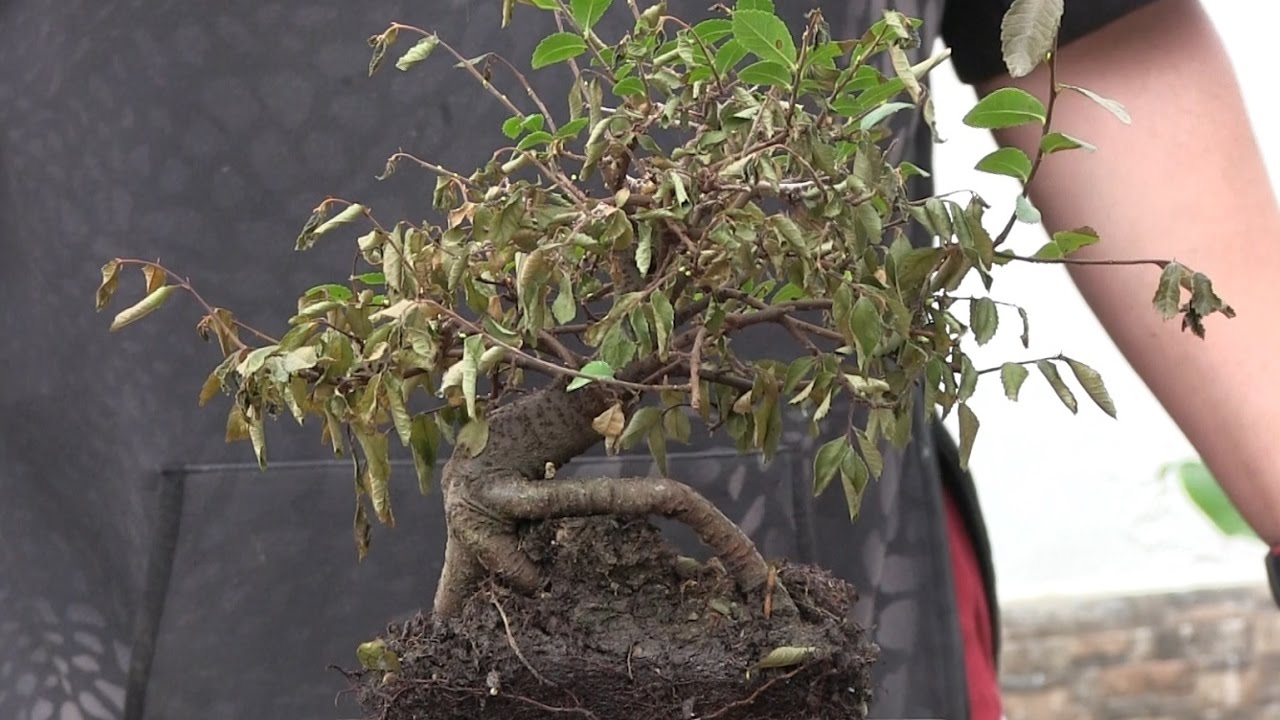 Mi bonsai se muere - Claves para 
