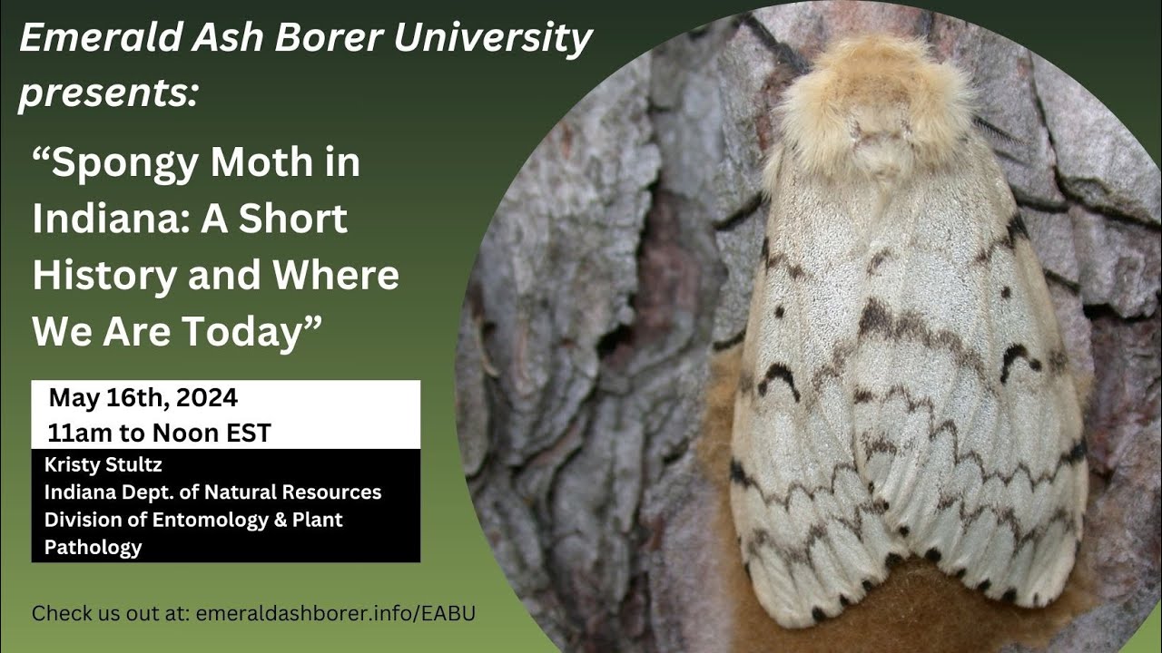 Spongy Moth in Indiana: A short history and where we are today