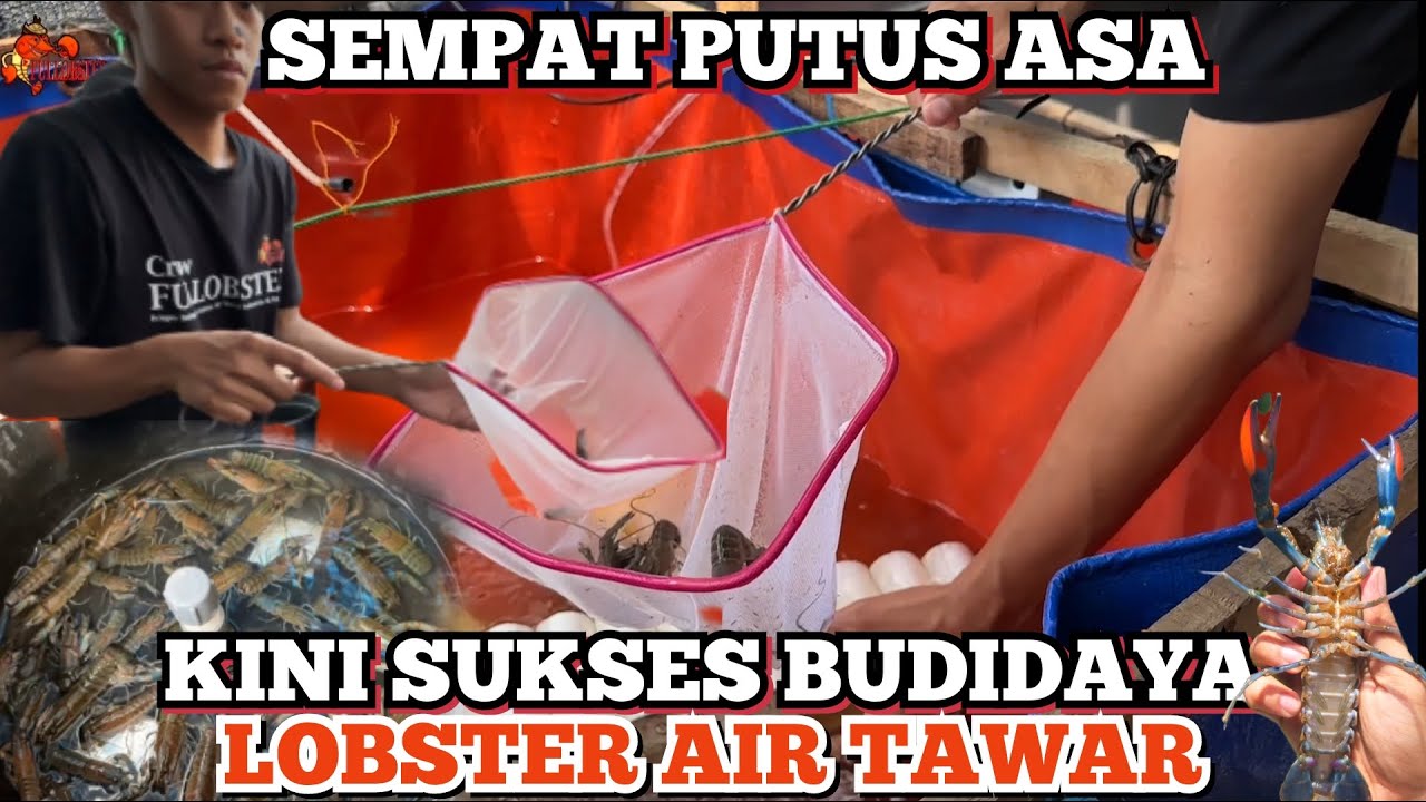 Sempat Putus Asa, Pensiunan Guru ini Sukses Mencetak Profit dari Ratusan Lobster air tawar - #part2