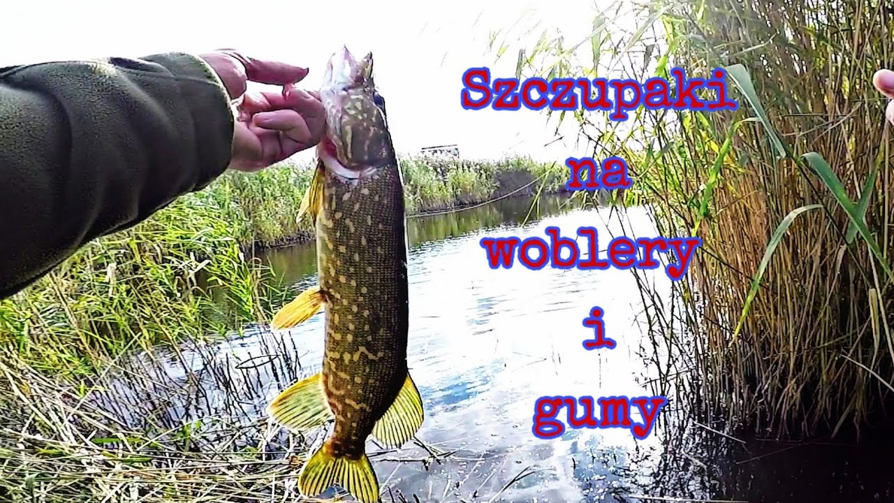 Jak złapać szczupaka na gumy i woblery . Szczupaki na ... Pike for