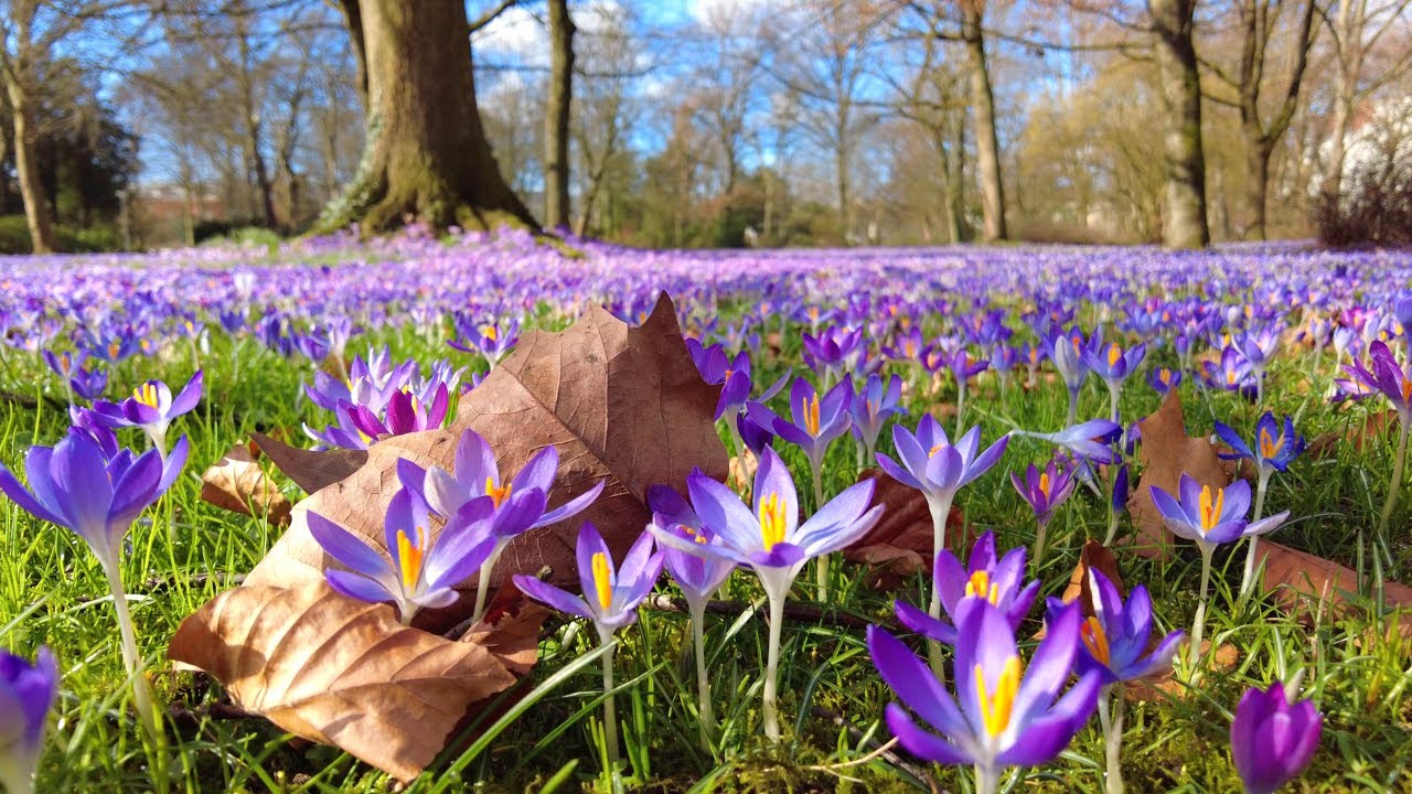 a place to see  beautiful fresh flowers carpet on the green grass,  crocus blooming season