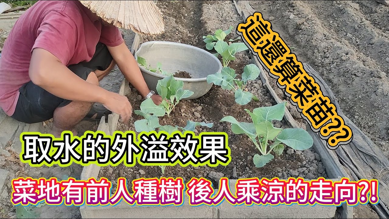 [豬舍重生計]04_2 取水目的外溢 十字花科類與玉米筍都獲得助益