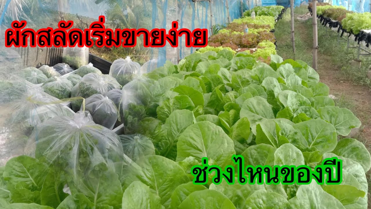 ขายผักสลัดHydroponic/#บ้านสวนกิตติธรา #ผักสลัด 