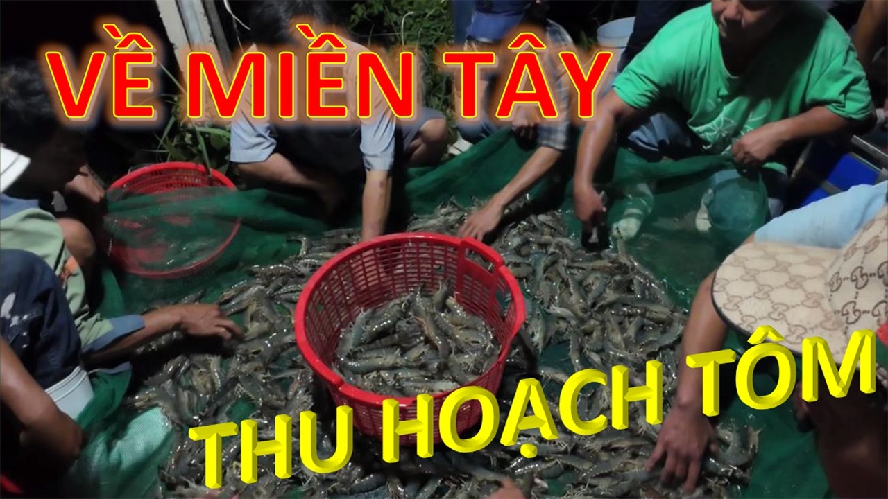 Tập 9- Về quê Miền Tây thu hoạch tôm