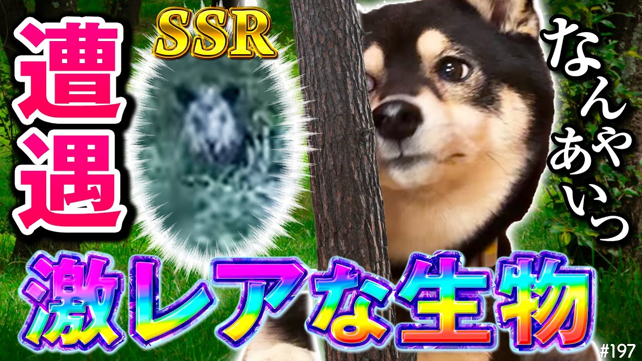 お散歩中、SSR級のレア生物と遭遇した柴犬