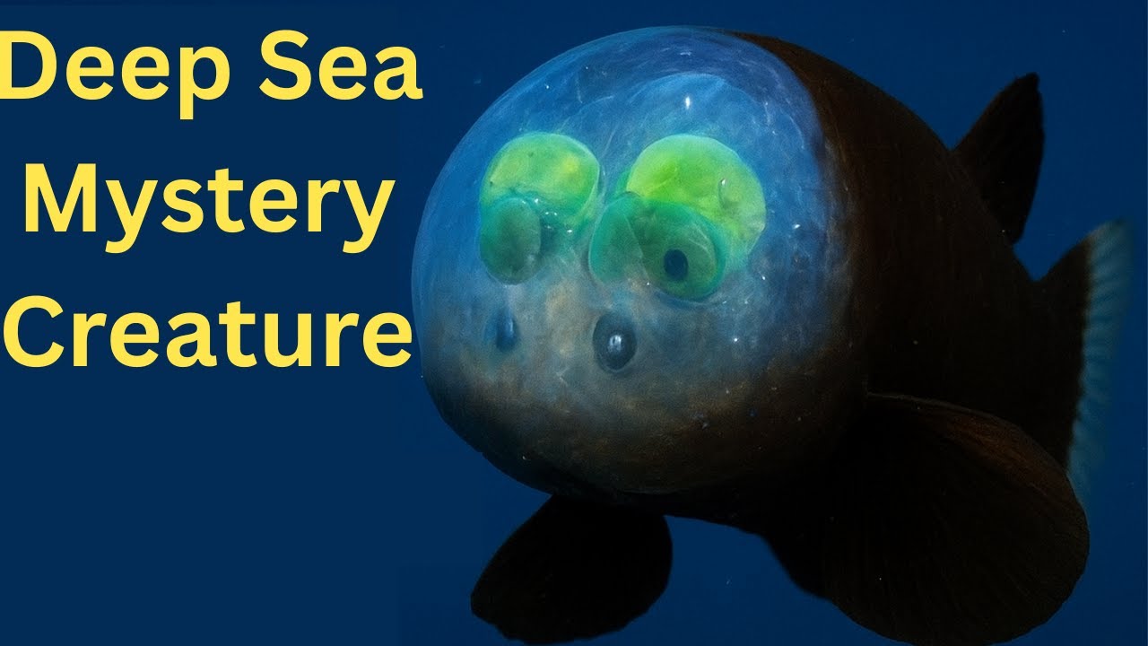 &ldquo;This Fish Has a Transparent Head 😲 | Barreleye  Explained&rdquo;