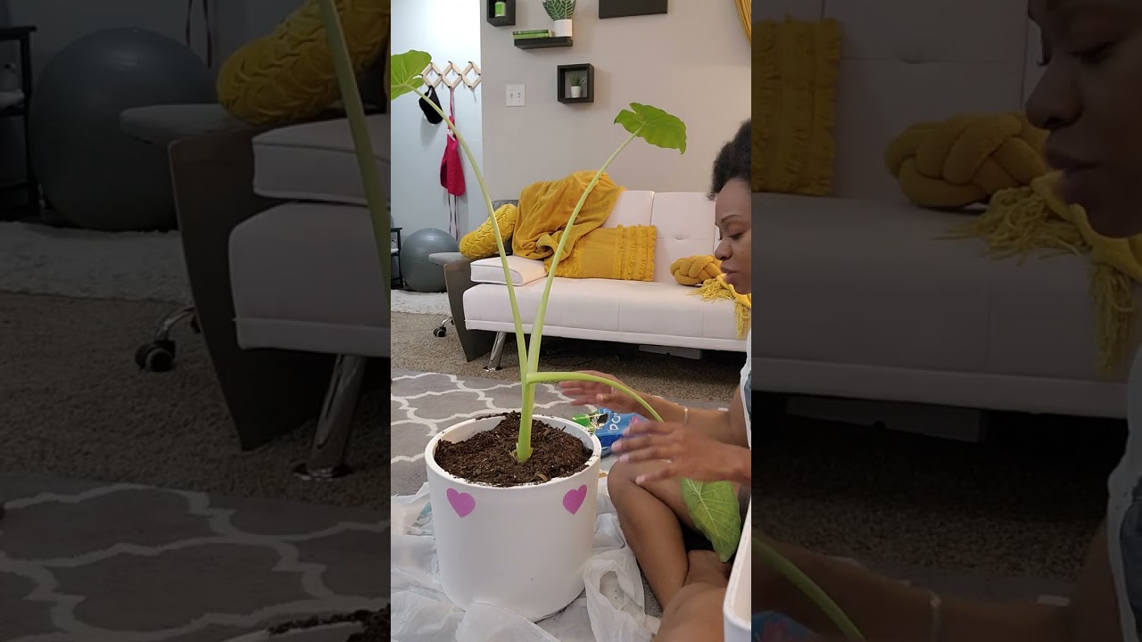 What Trans-planting Can Teach Us About Our Own Growth