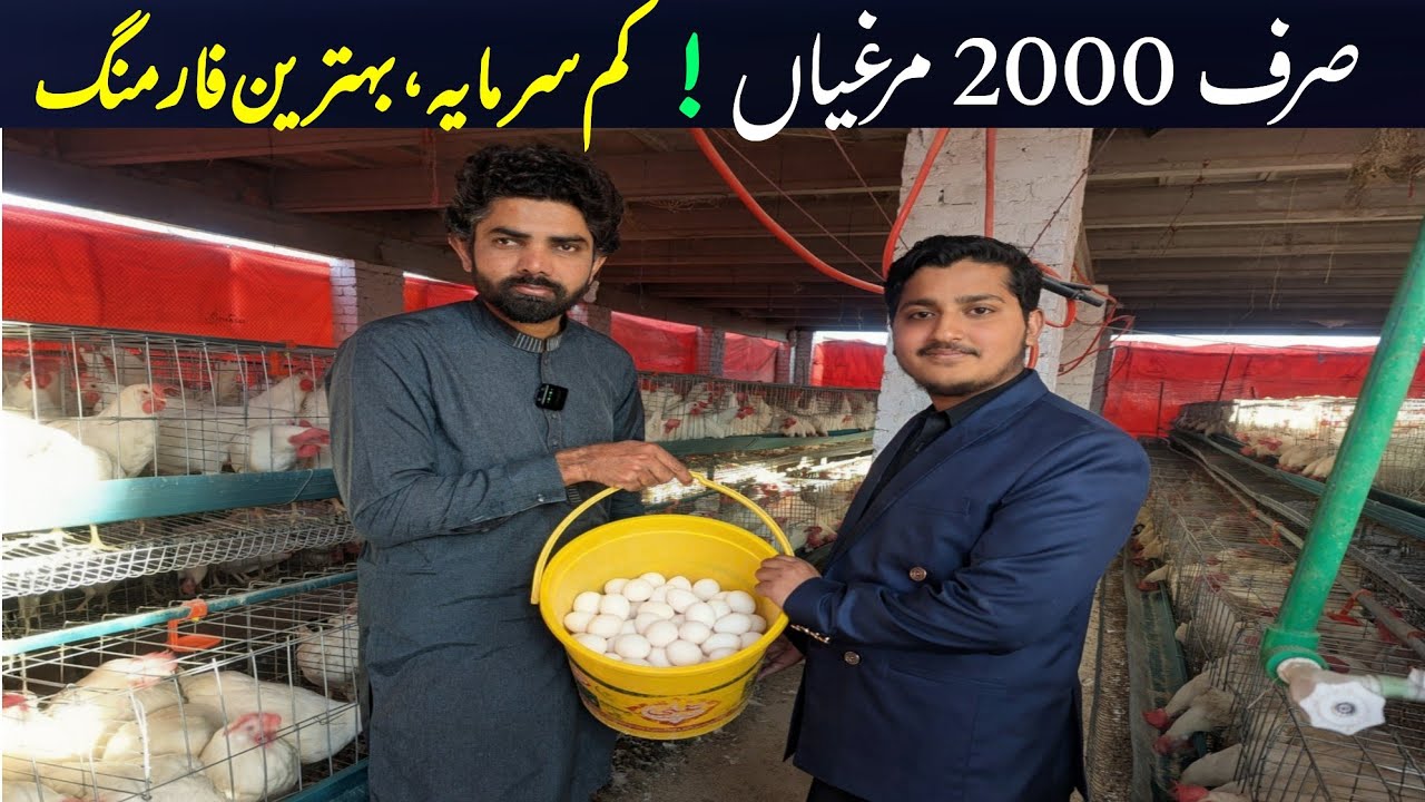 Layer hen farming in Pakistan | small layer poultry setup for 2000 birds | Cage System Explained