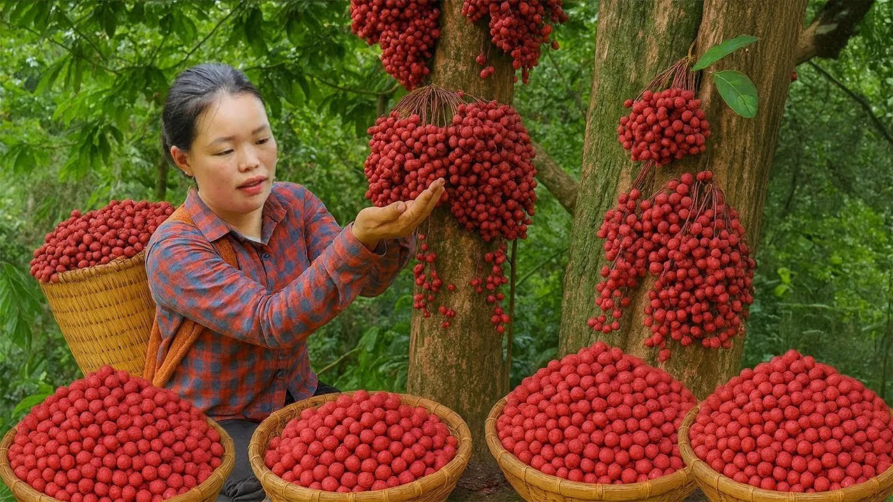 How to Harvest Mulberries to Sell at the Market - From Garden to Market | Trieu Mai Huong