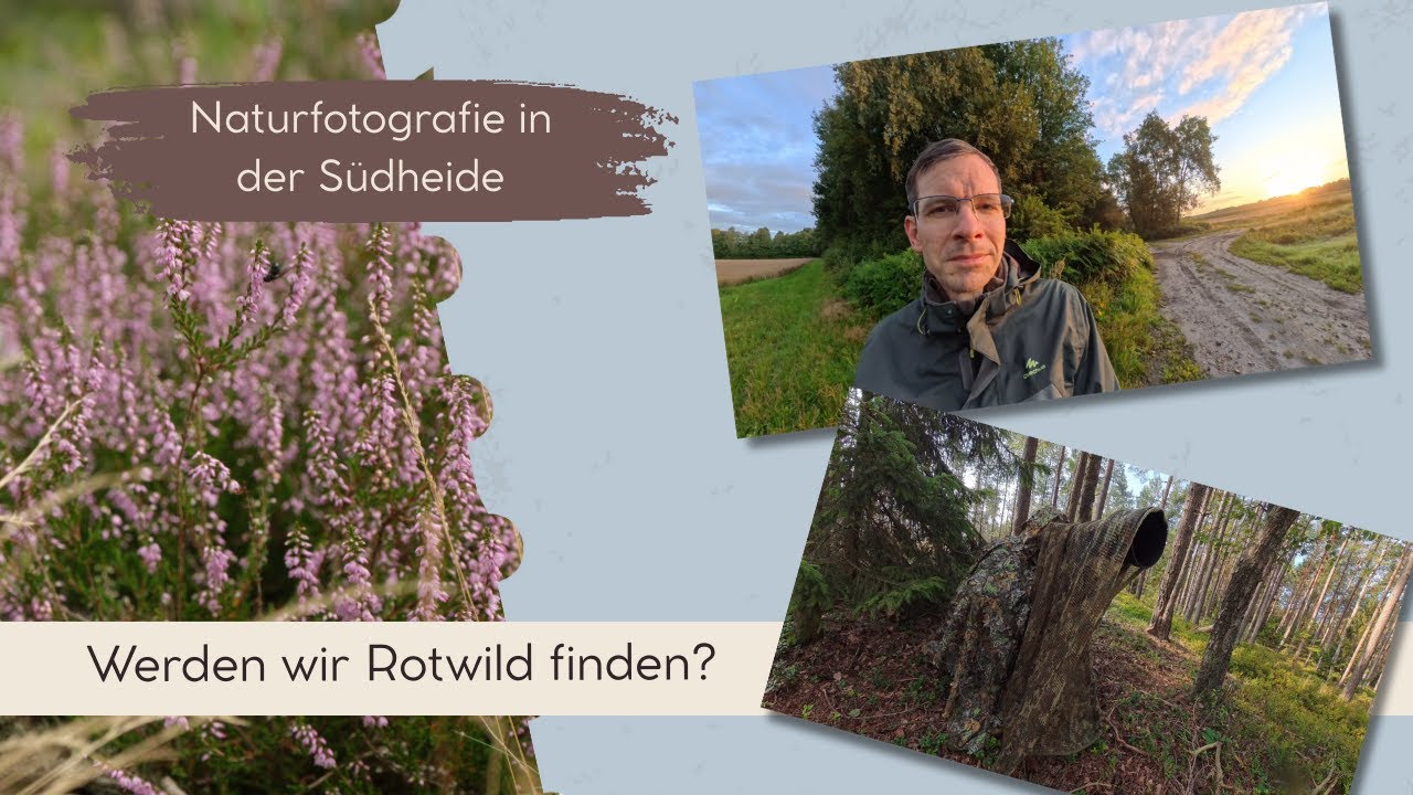 Naturfotografie in der Südheide - Werden wir Rotwild finden?
