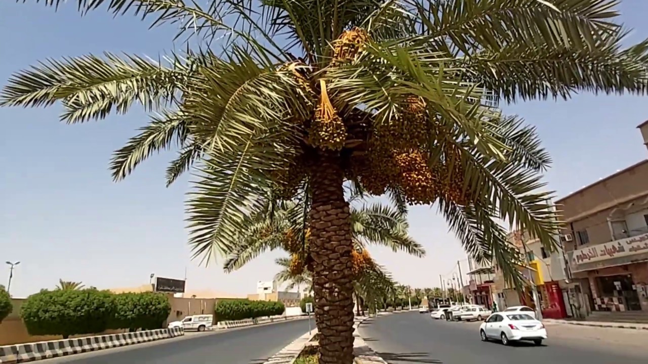 Visit of Shaqra, Saudi Arabia
