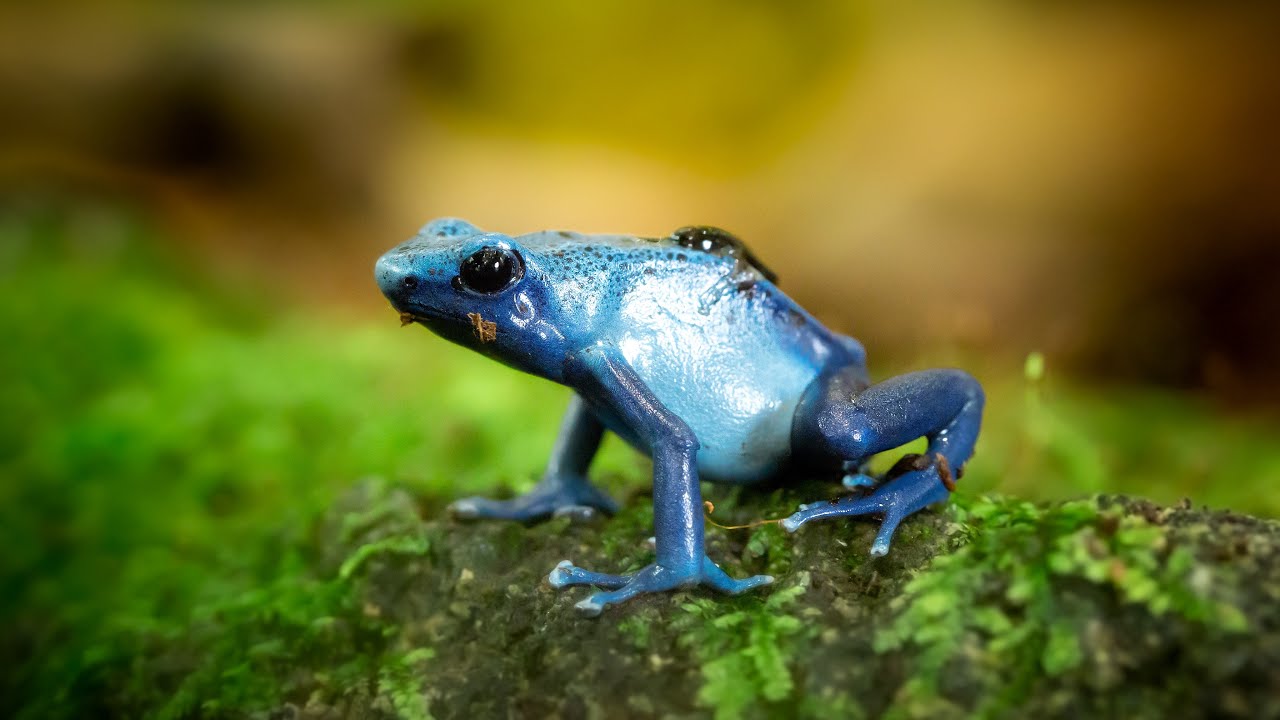 This music heals stress restores the nervous system! Nature comes alive after the rain