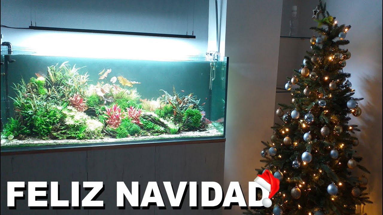 🎅 Acuarios de Suscriptores Nº12 | Especial Navidad 🎄 ¡Felices Fiestas! 🎁
