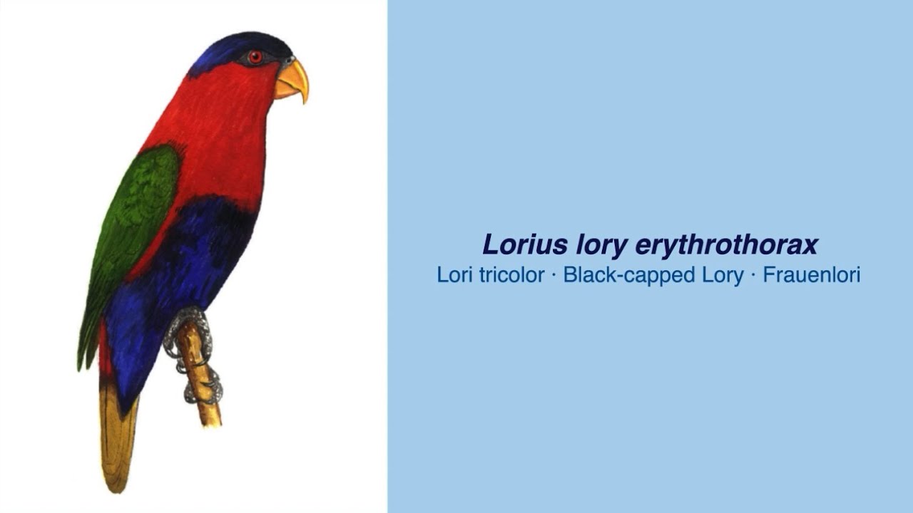 350 Parrot Species - #36 Lorius lory erythrothorax