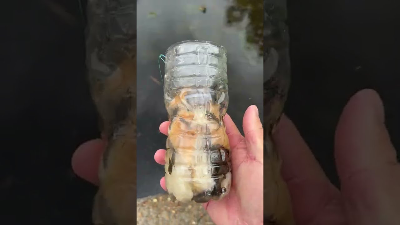 Самодельная ловушка для рыбы (простая и эффективная)