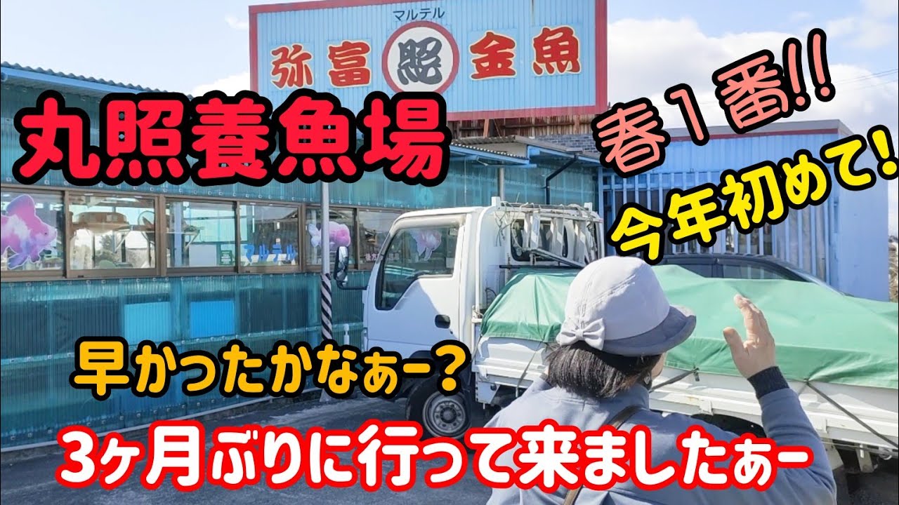 [金魚]　[丸照養魚場]　3月から再開有名な金魚屋さん…　金魚達又珍しい子達がいました…春１番!!　#goidfish