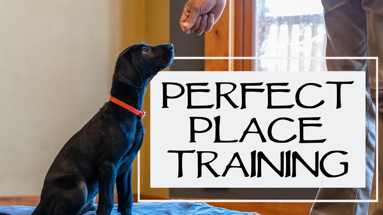 Free Shaping Place Training - Teach Your Dog To Get On Their Bed