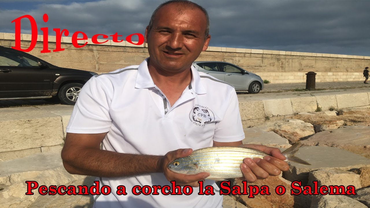 Pescando a corcho la salpa o salema