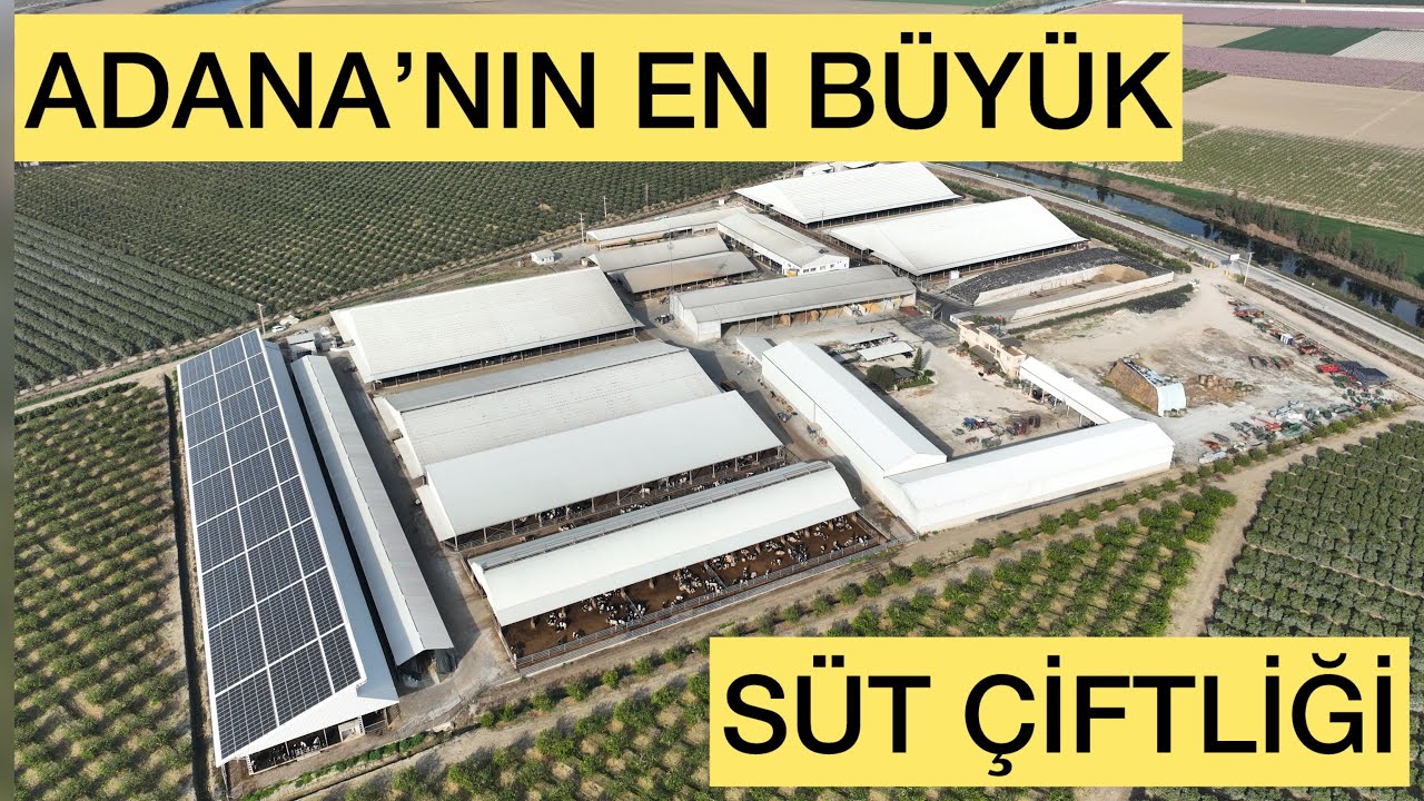 ADANANIN EN BÜYÜK SÜT ÇİFTLİĞİ