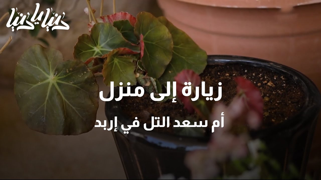 زيارة إلى منزل أم سعد التل في إربد - دنيا يا دنيا #زراعة