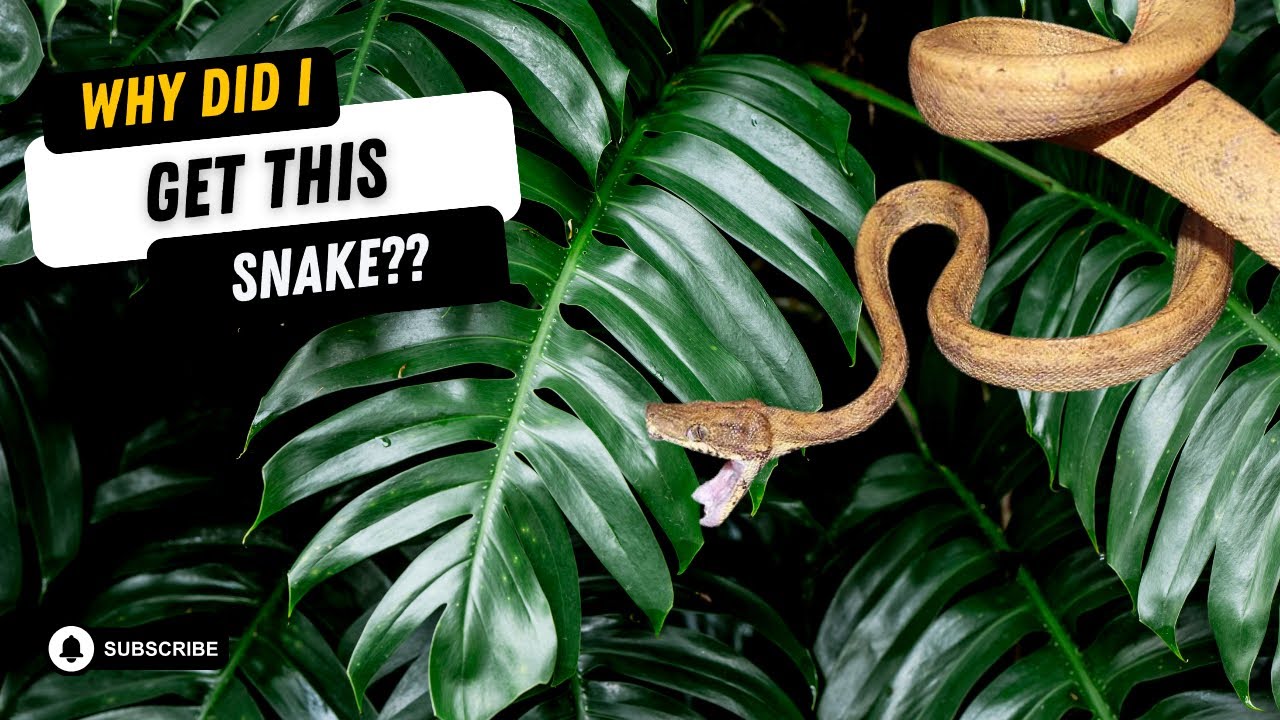 TOP 5 WORST SNAKES FOR BEGINNERS #reptiles #snakes #invesrep