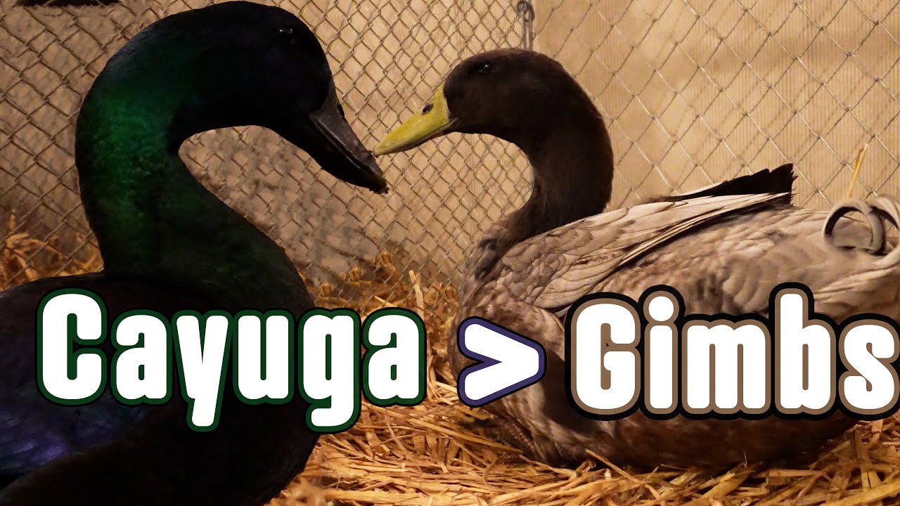 Verschärfte Seuchenauflage für Gimbsheimer Enten & Cayugaenten kein großes Problem 2024 in Lügde