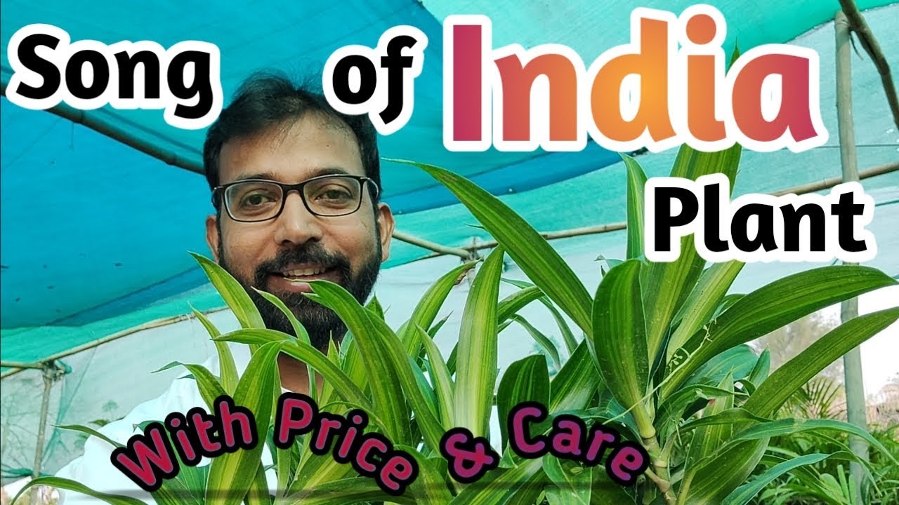 How to care of SONG OF INDIA | Dracaena reflexa | Price | Madagascar Plants