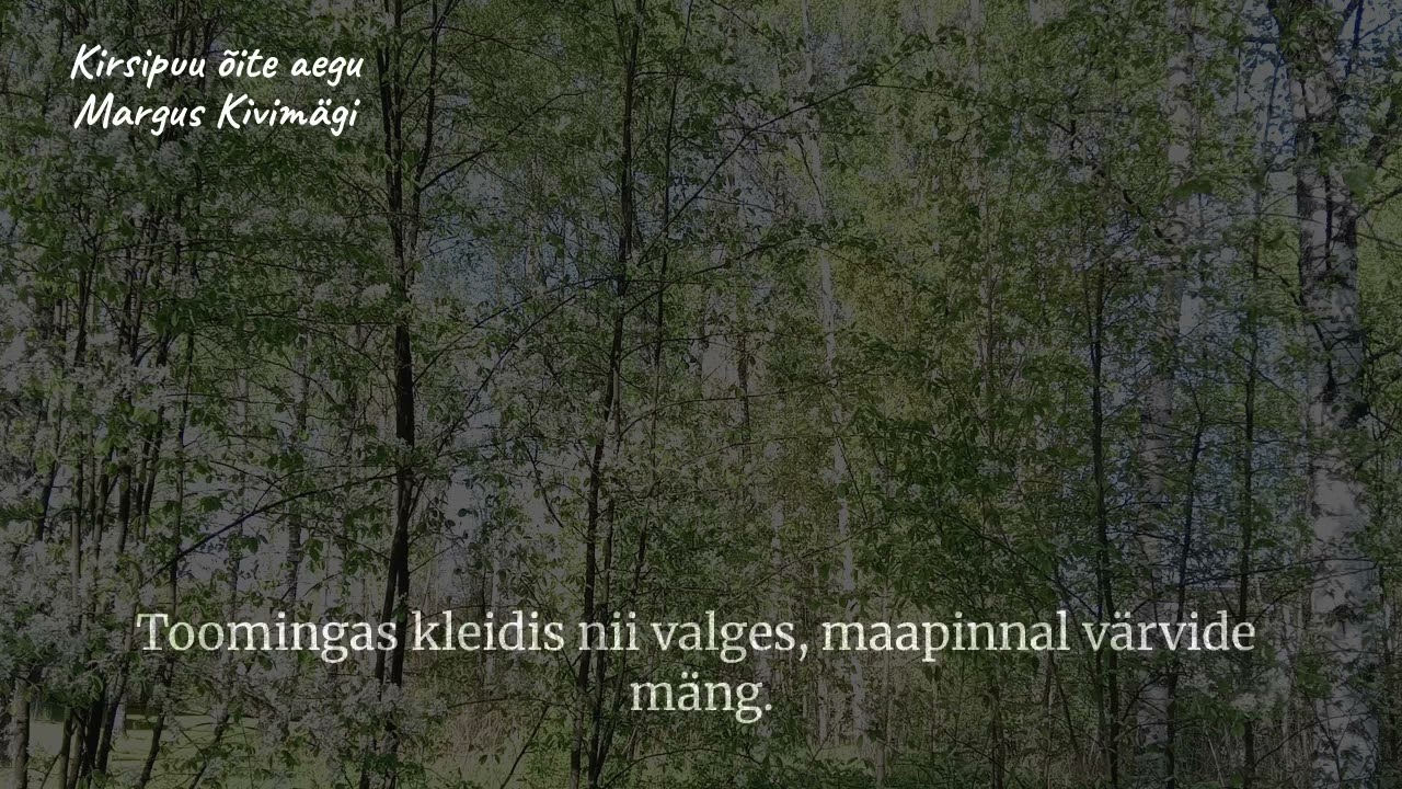 Kirsipuu õite aegu