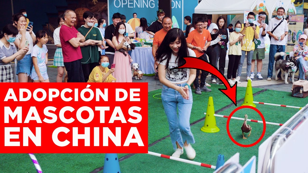 NUESTRO PATO LO PETA EN UNA COMPETICI&Oacute;N DE OBST&Aacute;CULOS | Jabiertzo