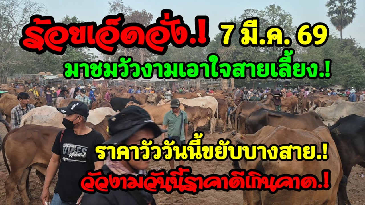 ราคาวัววันนี้ 7 มี.ค.69 ตลาดบ้านหนองแกตลาดชมภูบุตร จ.ร้อยเอ็ด#เปิดราคาวัวงามน่าซื้อ#ซื้อขายวัวเลี้ยง