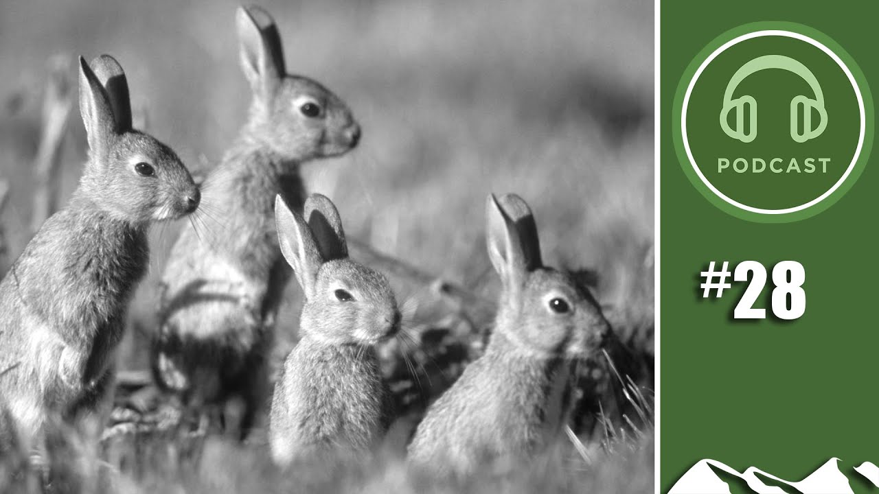 Where have all the rabbits gone? - Andy Crow and Jaf Jefferson - British Shooting Show LIVE